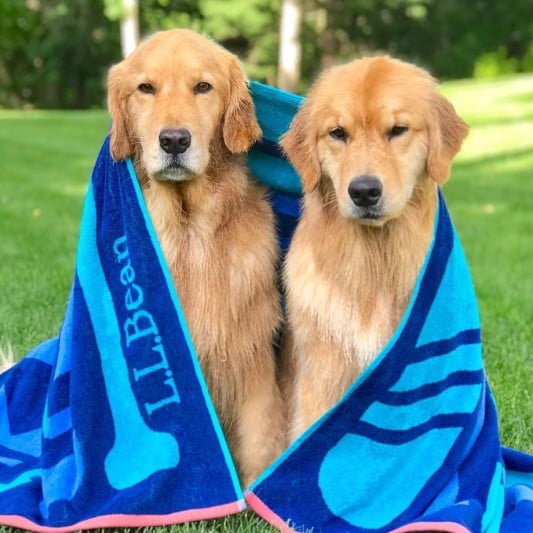 2 golden retrievers sitting side by side on the grass wrapped in an L.L.Bean beach towel.