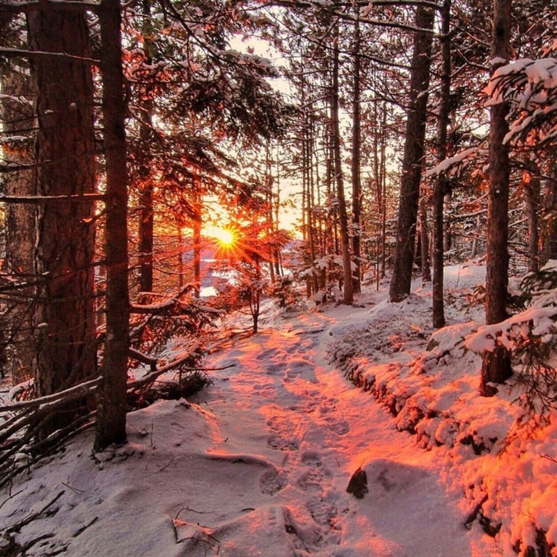 A snowy wooded sunset.