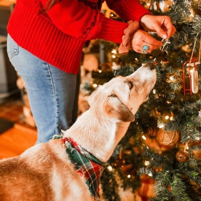 Close-up of hands placing an ornament on a holiday tree, a dog curiously looks on, nose close to ornament.
