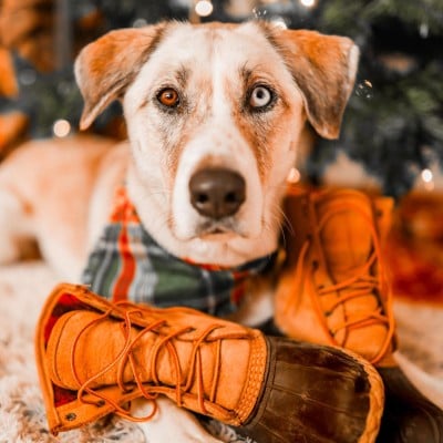 A dog lying by a holiday tree with its muzzle on a pair of Bean Boots.