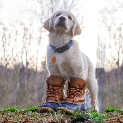 Golden retriever puppy standing in brown duck boots outdoors.