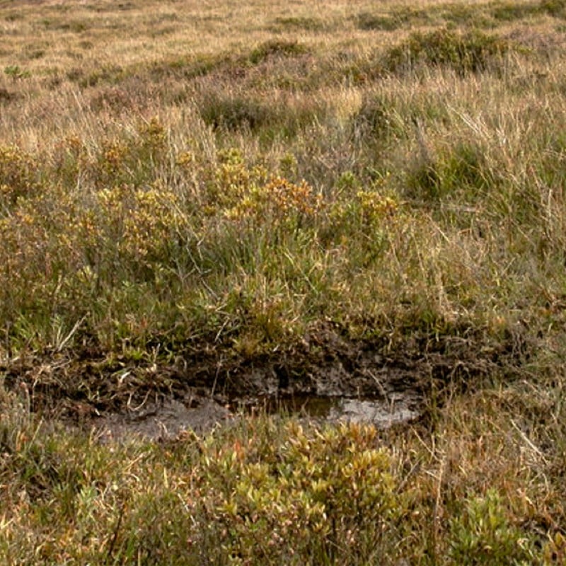 A scrape area in a field.