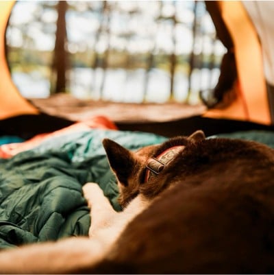 A view over the top of a dog lying on a sleeping bag looking out a tent doorway to blurry trees in the distance.