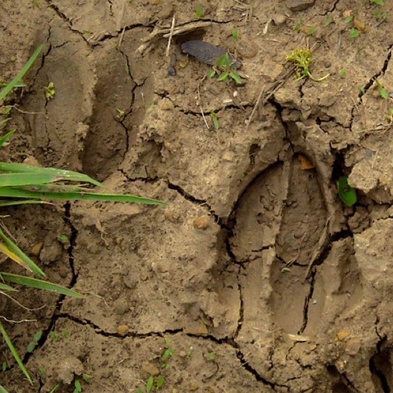 Deer prints in dried mud.