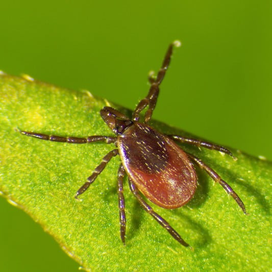 Blacklegged tick.