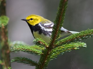 Yellow bird sitting on a tree limb.